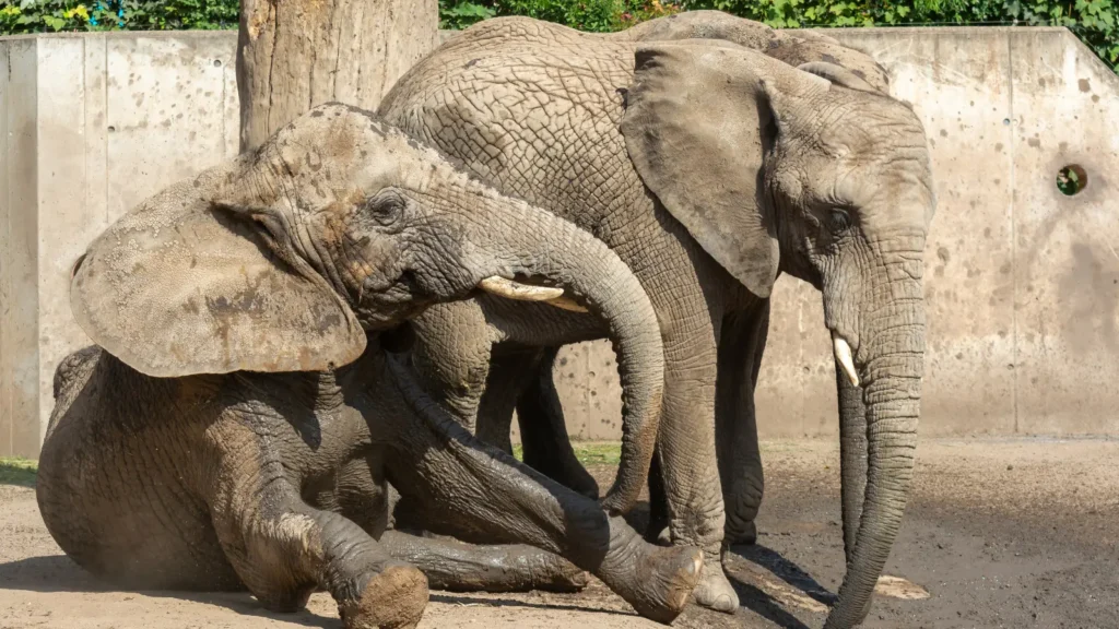 Elephant Puns