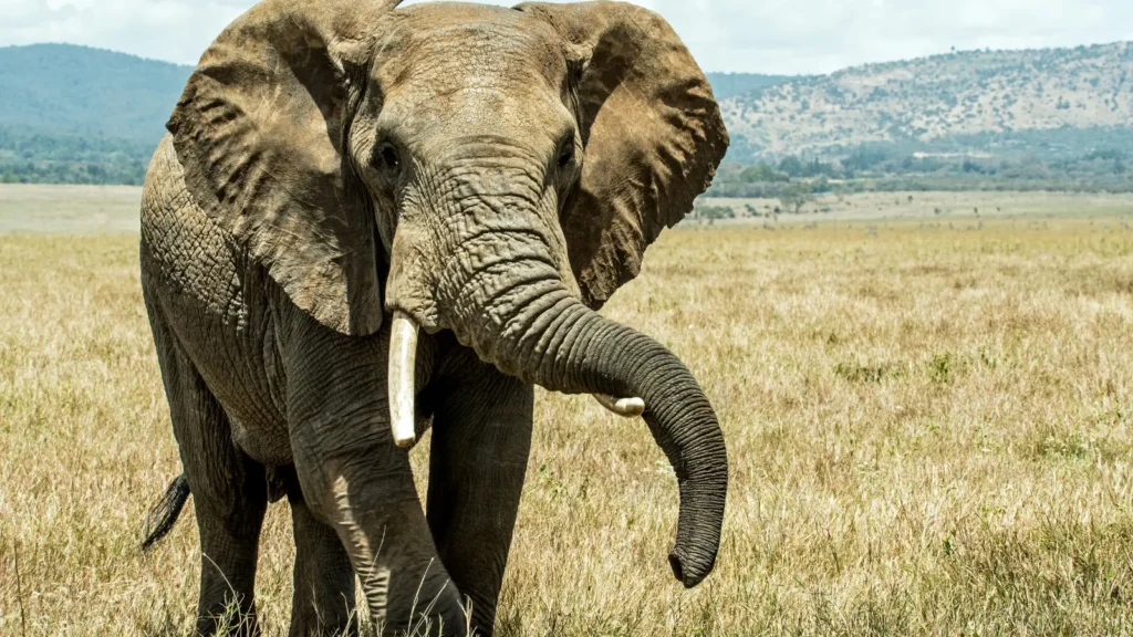 Elephant Puns