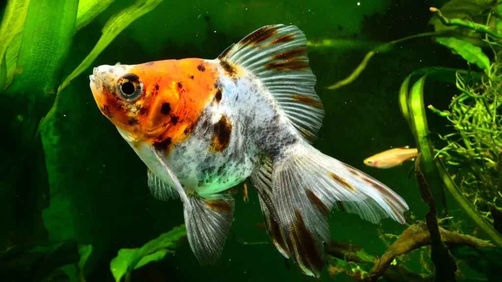 Fish Pick Up Lines