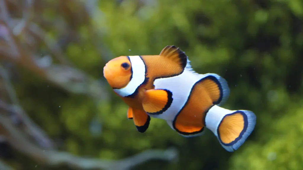 Fish Pick Up Lines