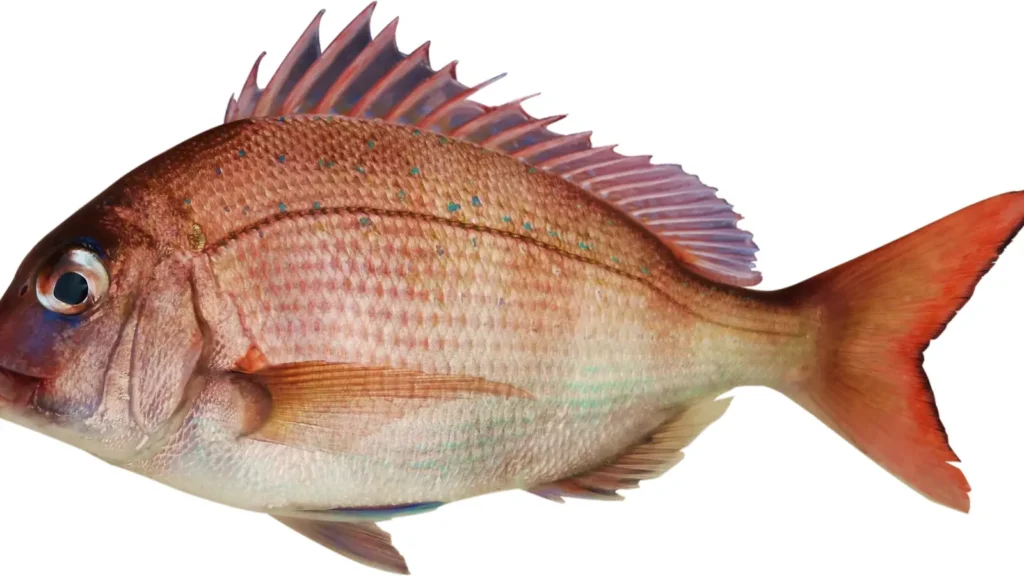 Fish Pick-Up Lines
