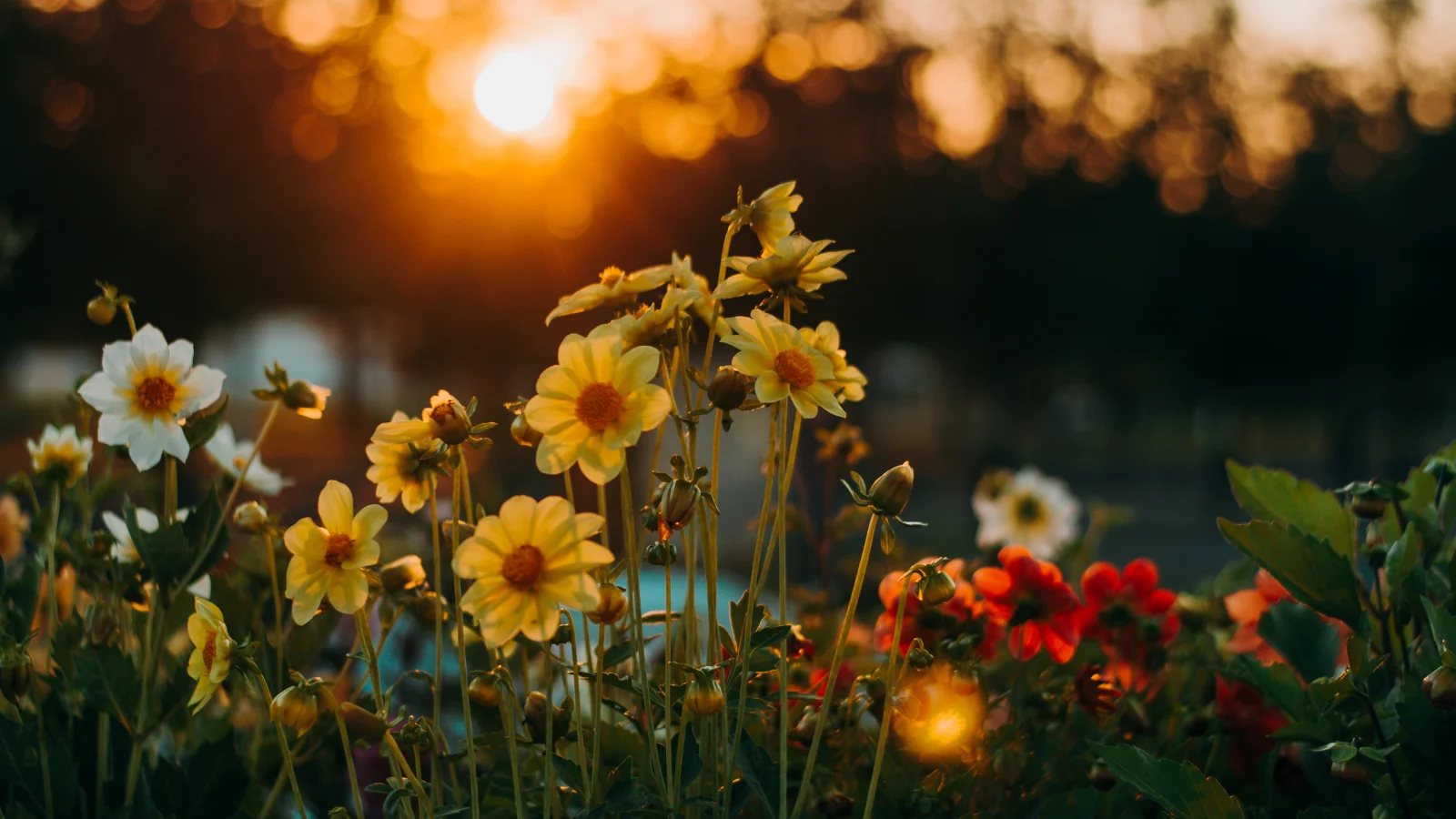 Flower Puns