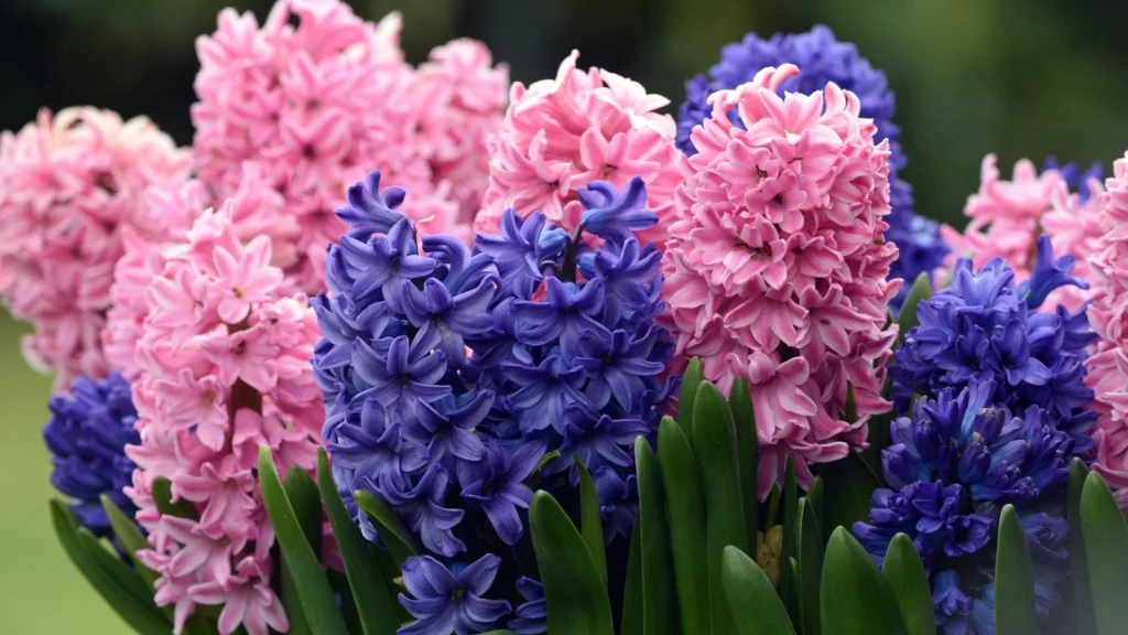 Flower Puns
