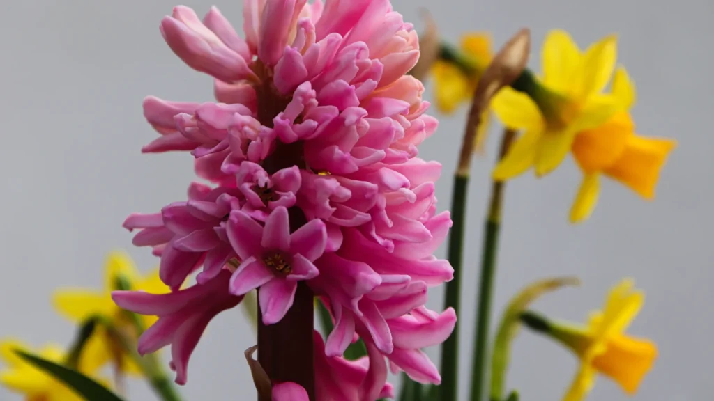Flower Puns