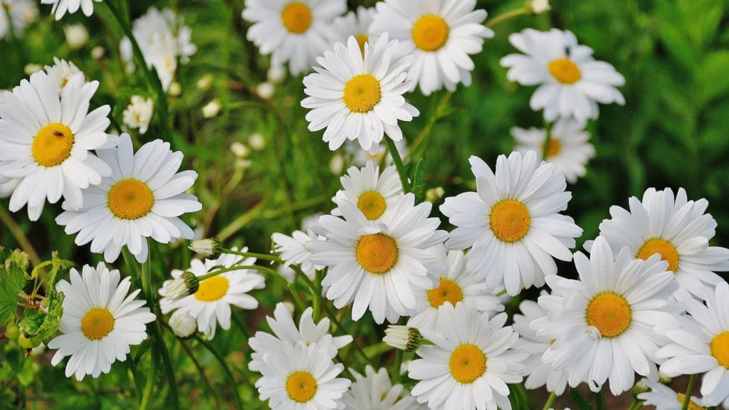 Flower Puns