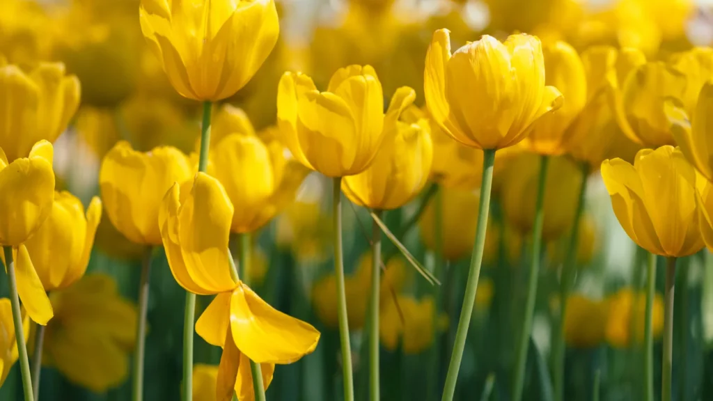 Flower Puns