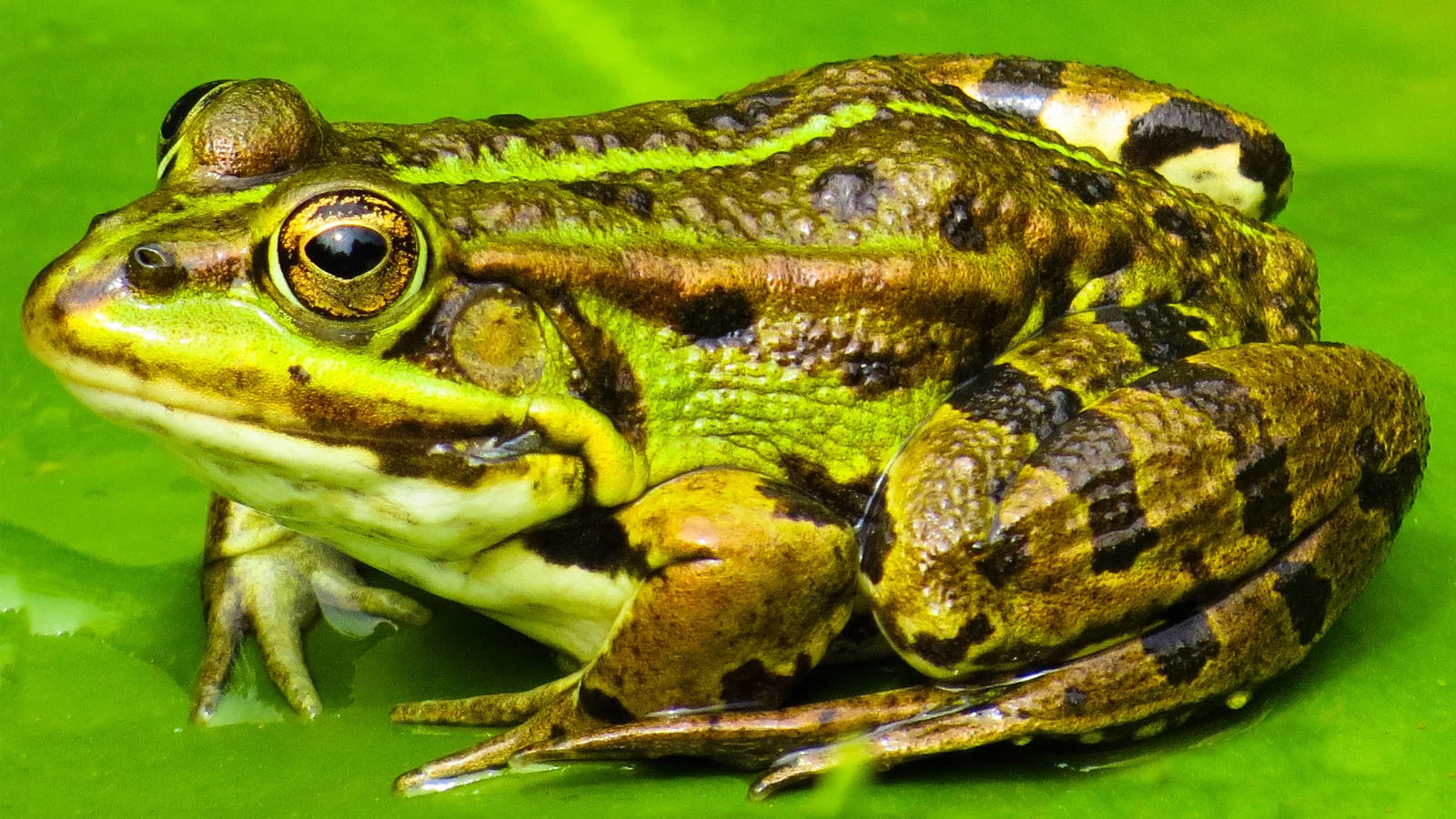 Frog Puns