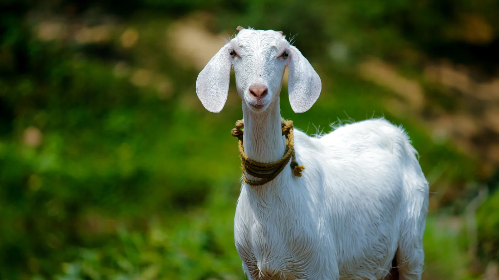 Goat Puns