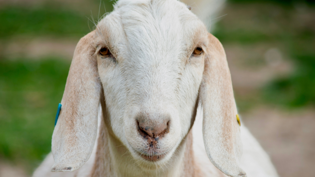 Goat Puns