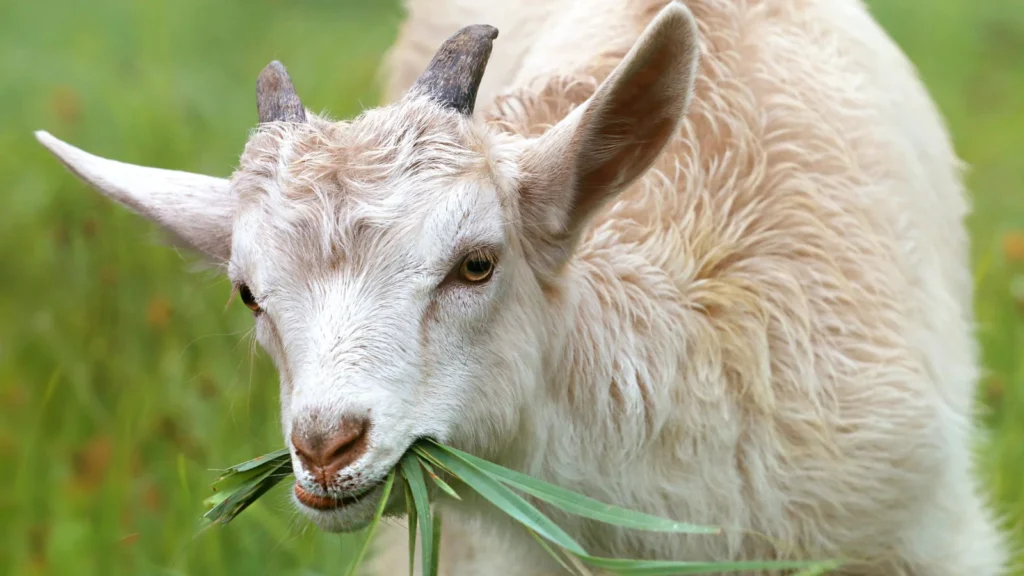 Goat Puns