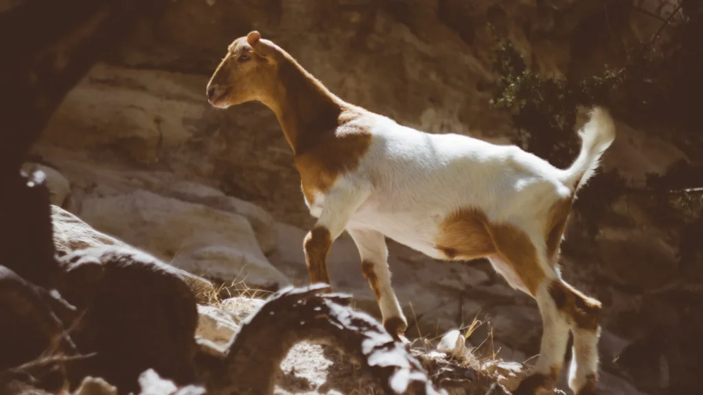Goat Puns