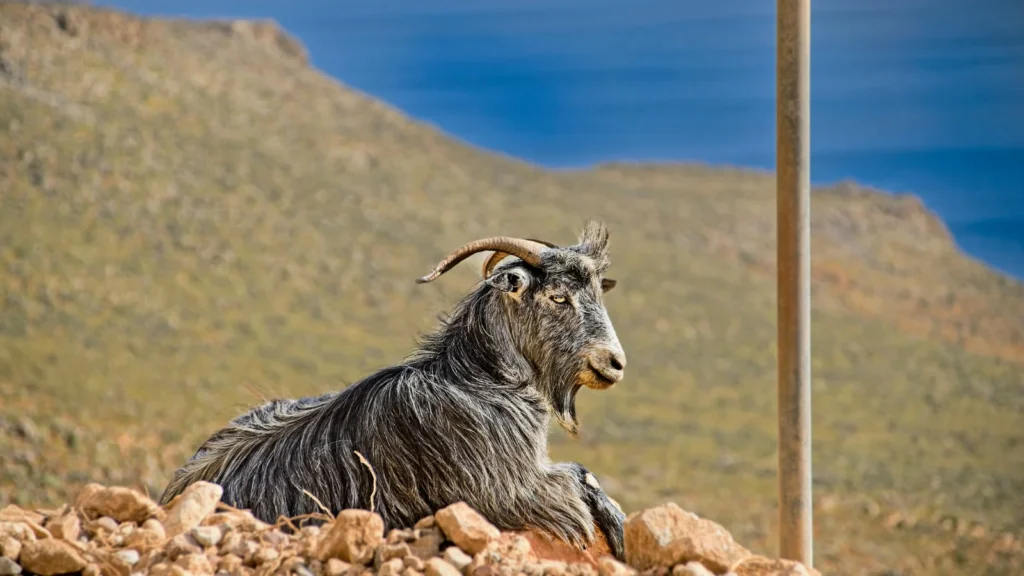 Goat Puns