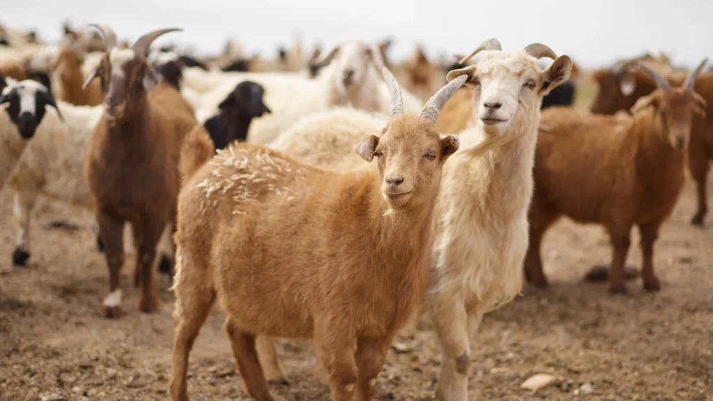 Goat Puns