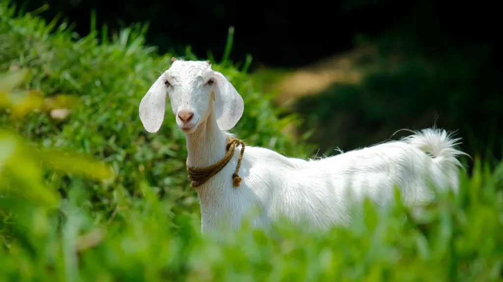 Goat Puns