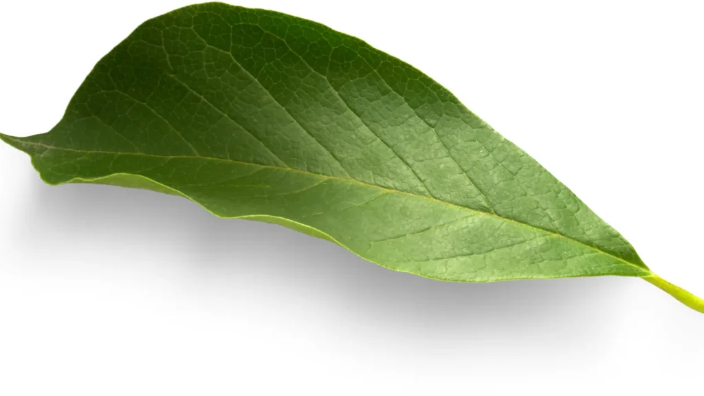 Leaf Puns