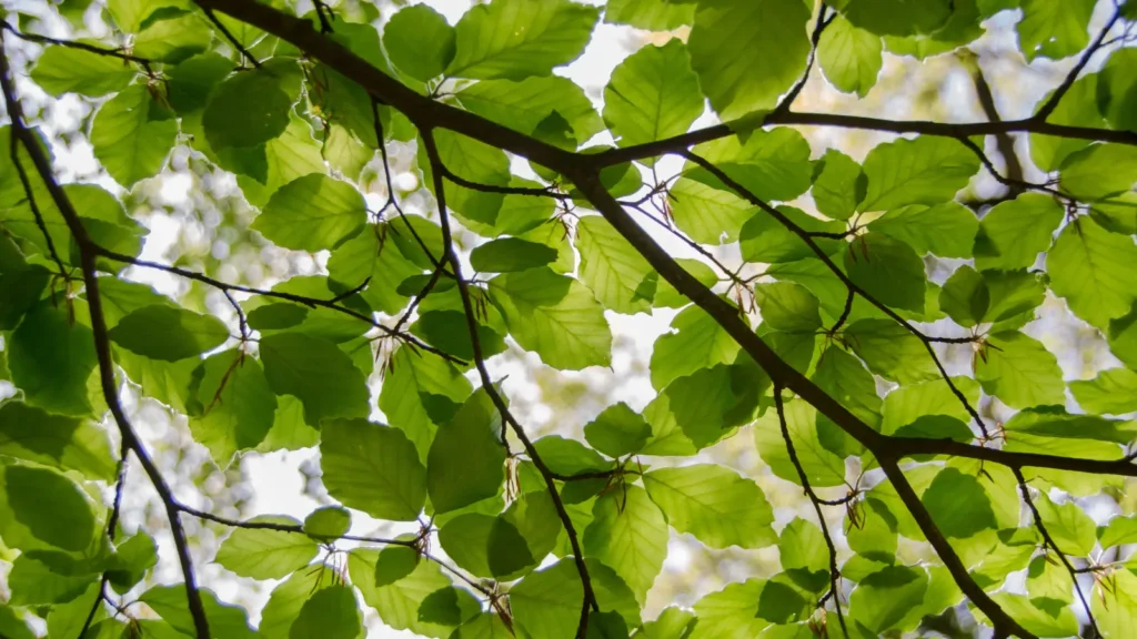 Leaf Puns