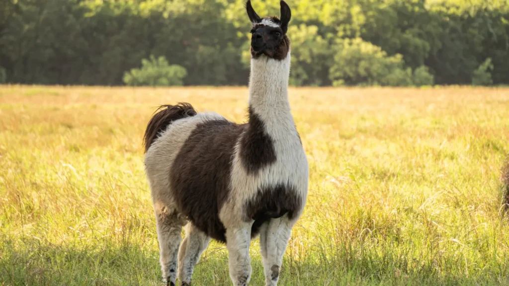 Llama Puns