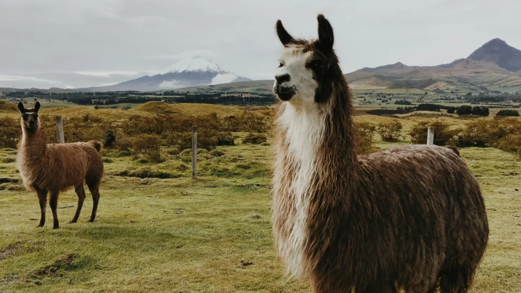 Llama Puns