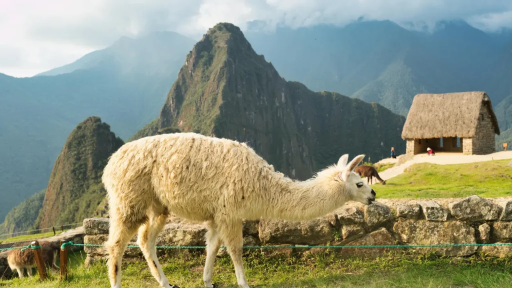 Llama Puns