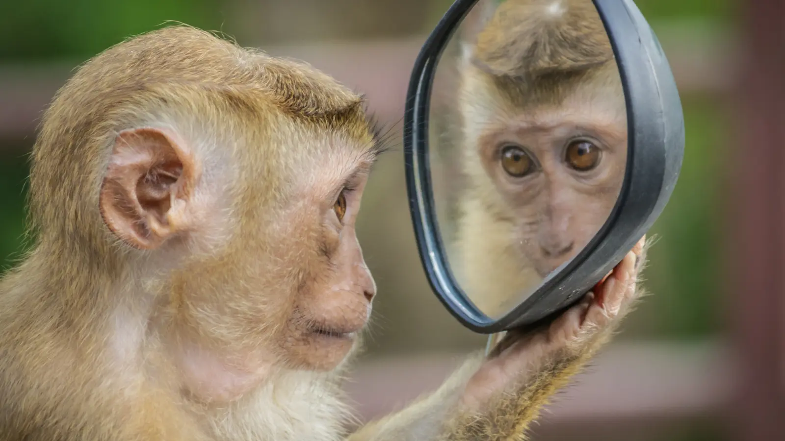 Monkey Puns