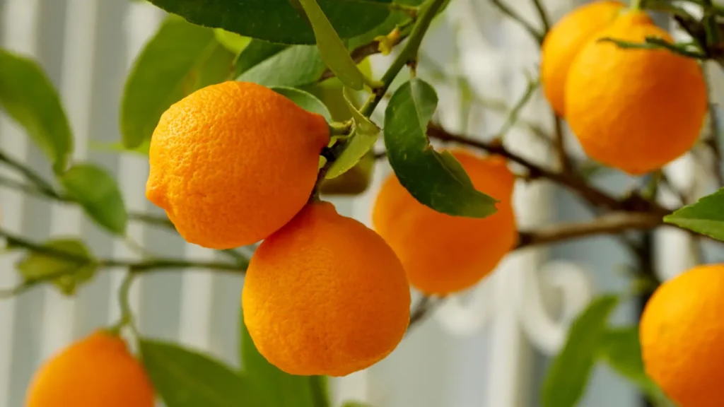 Orange Puns