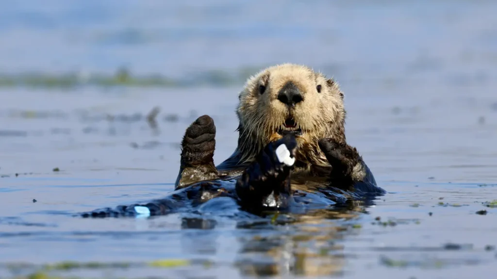 Otter Puns