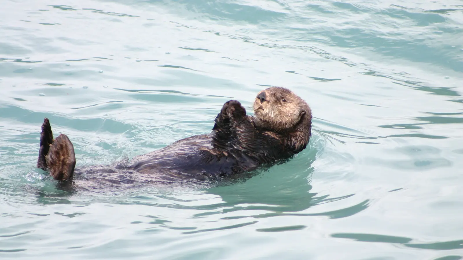 Otter Puns