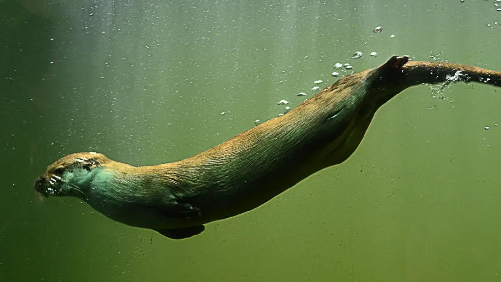 Otter Puns