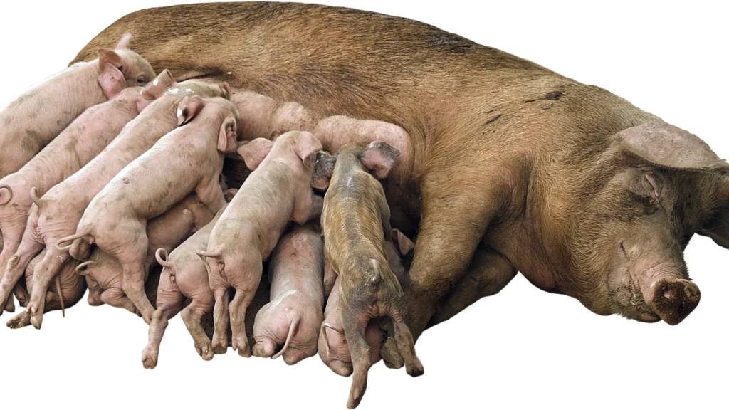 Pig Puns