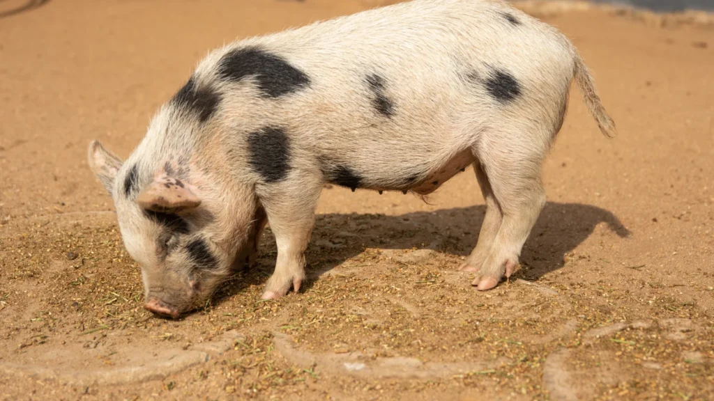 v Pig Puns
