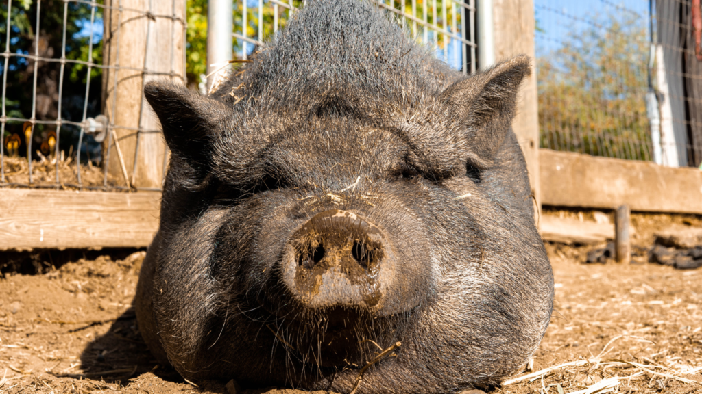 Pig Puns