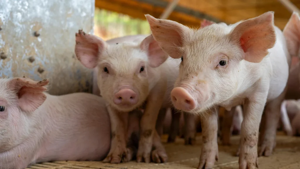 Pig Puns