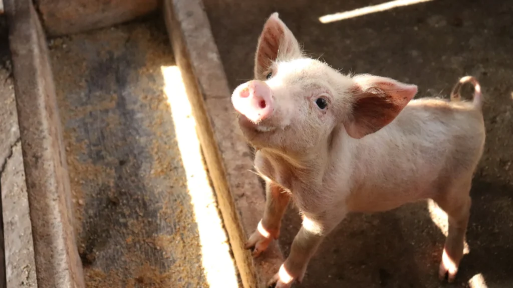 Pig Puns