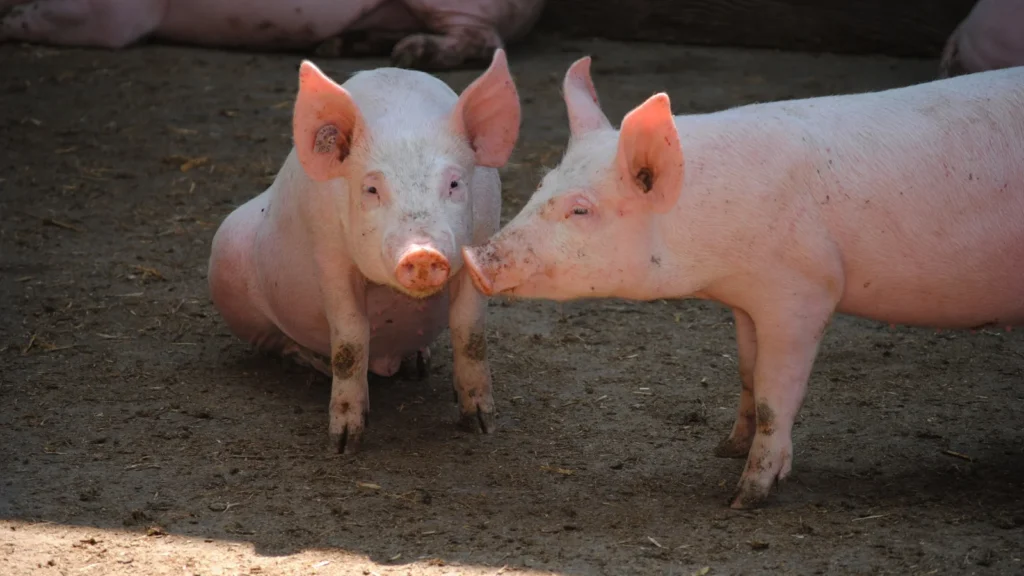 Pig Puns