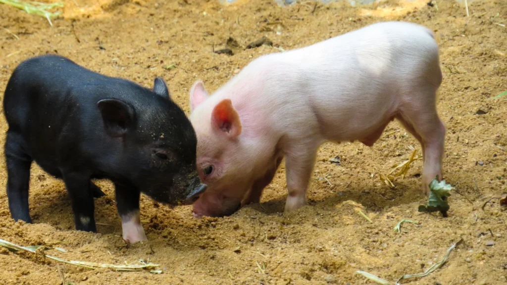 Pig Puns