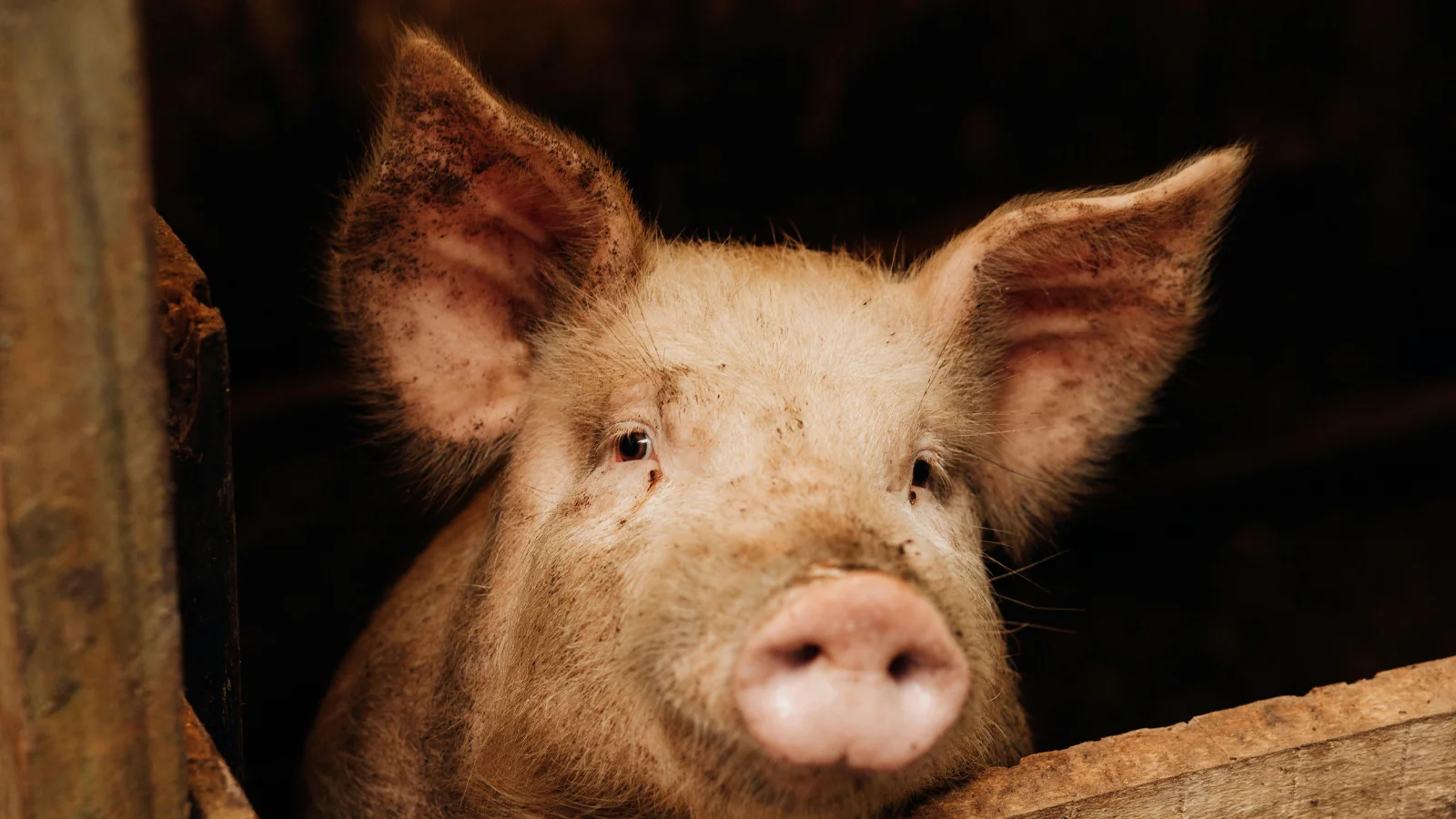 Pig Puns