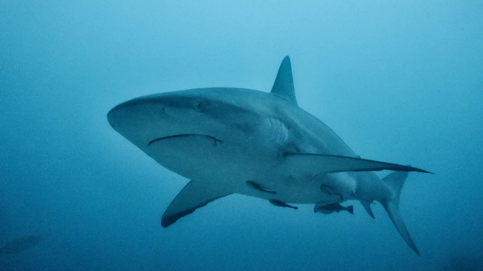 Shark Pick Up Lines