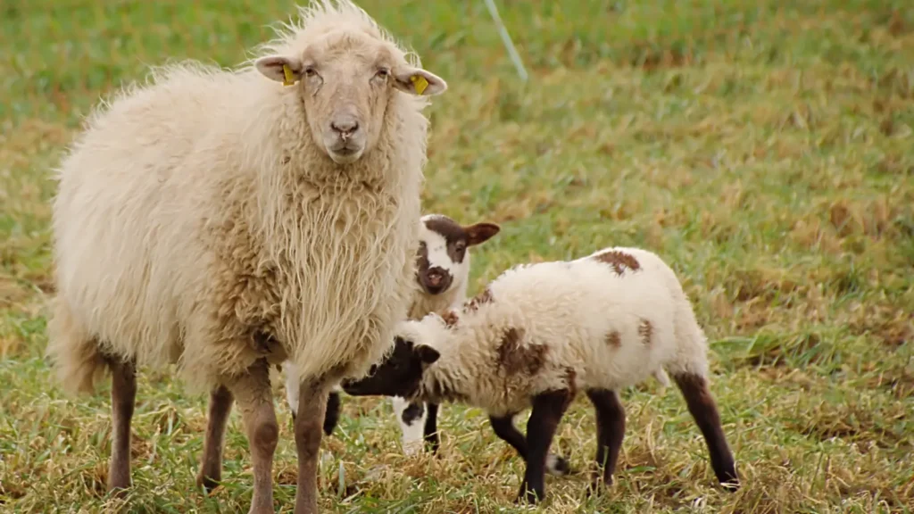 Sheep Puns