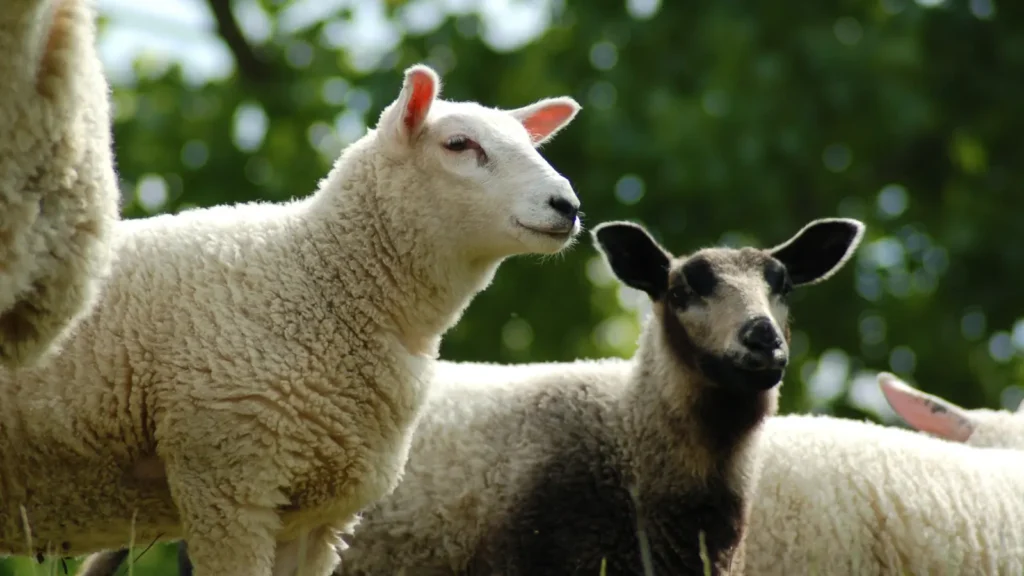 Sheep Puns