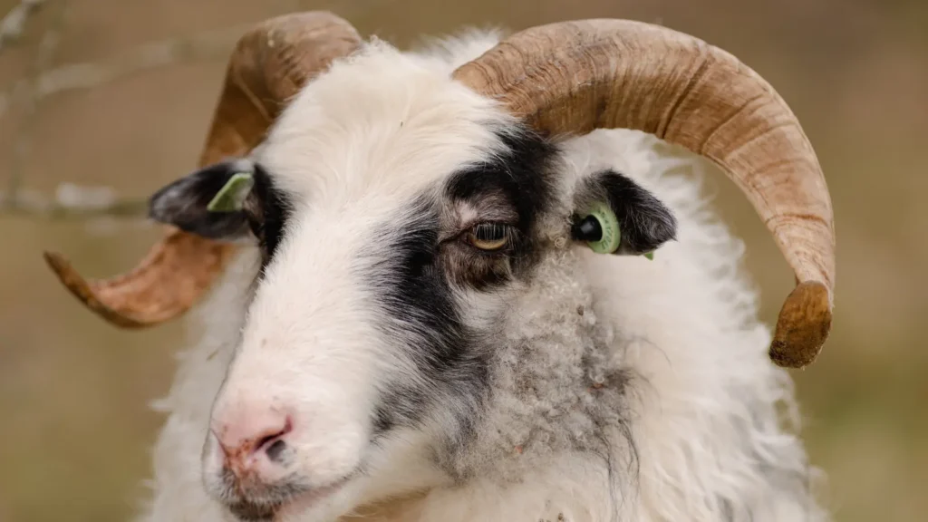 Sheep Puns