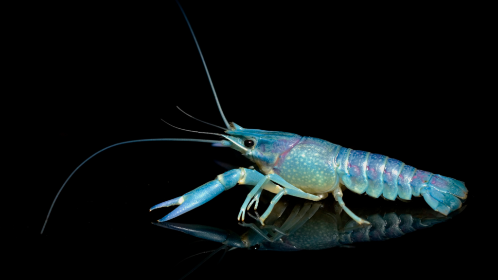 Shrimp Puns