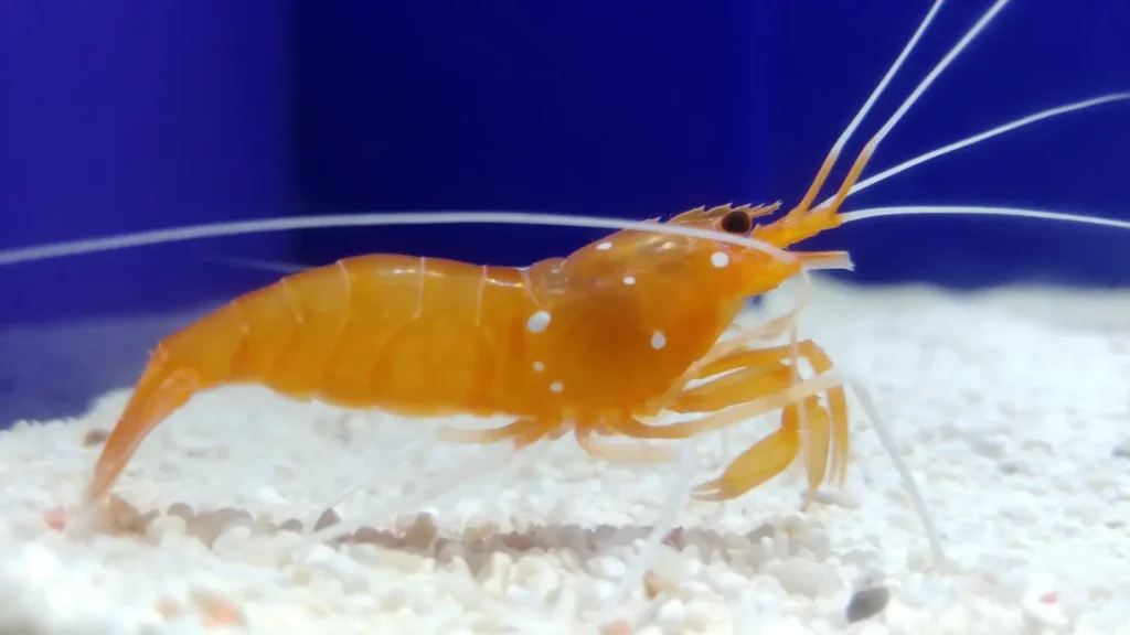 Shrimp Puns