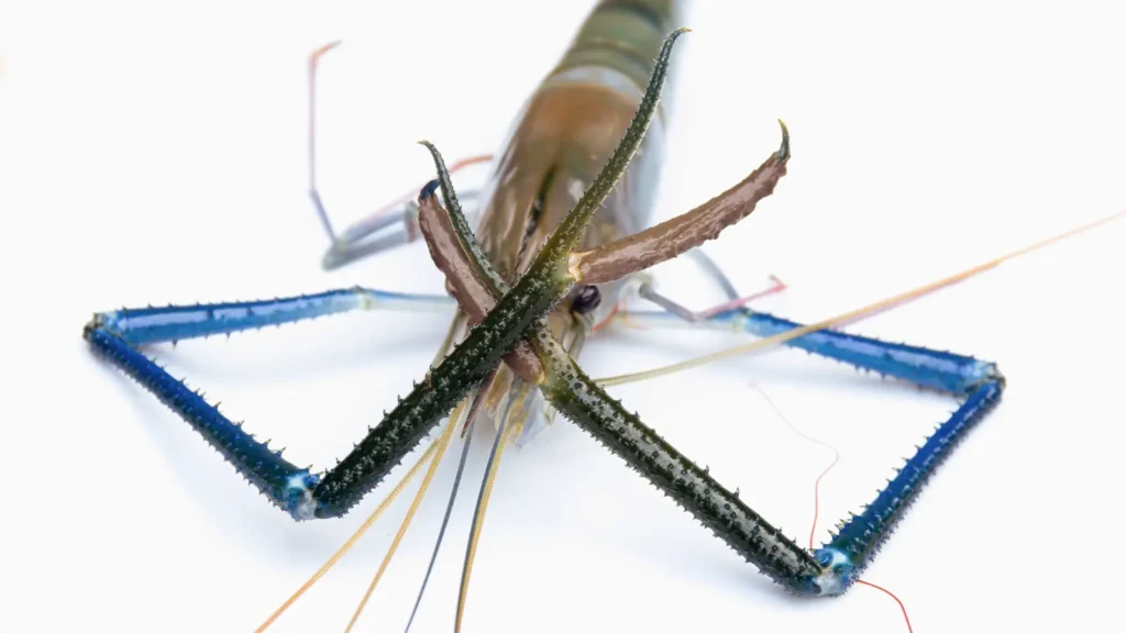 Shrimp Puns
