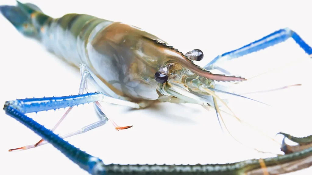 Shrimp Puns