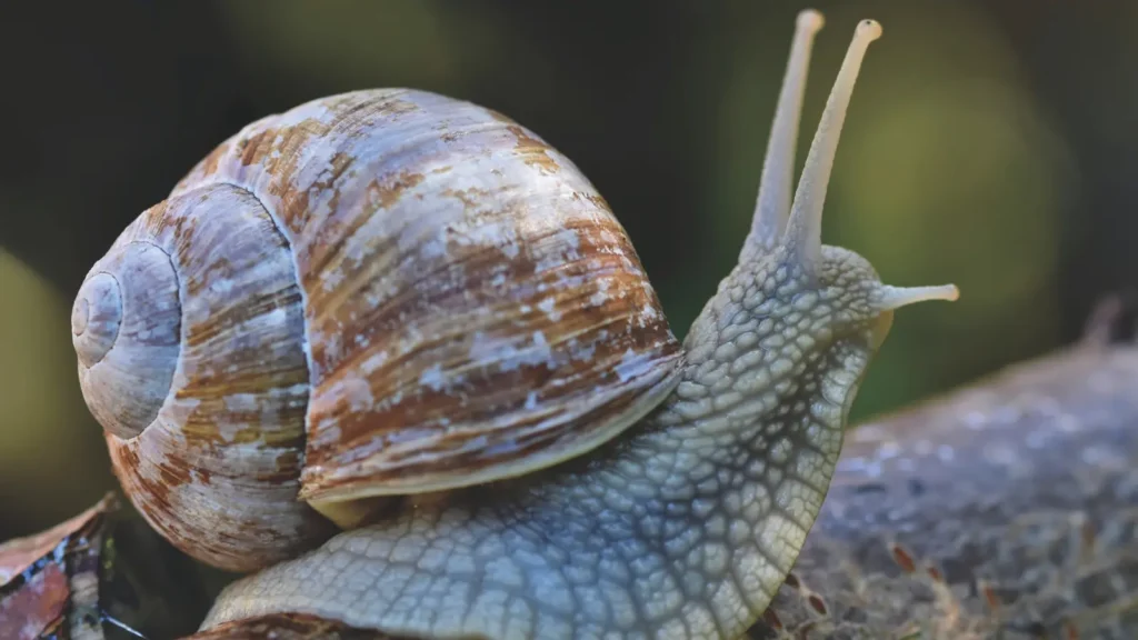 Snail Puns