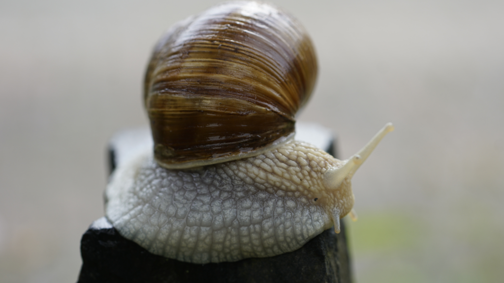Snail Puns