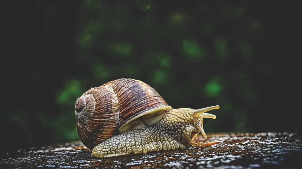 Snail Puns