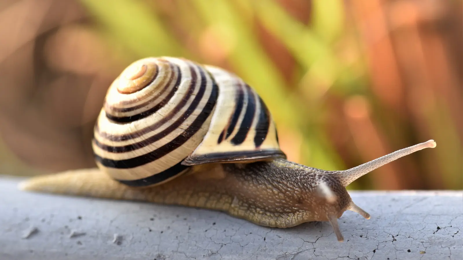 Snail Puns