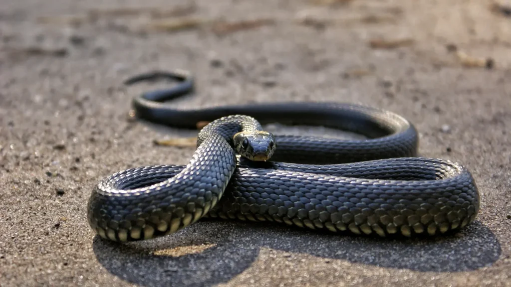 Snake Pick Up Lines