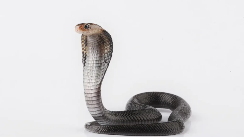 Snake Pick Up Lines
